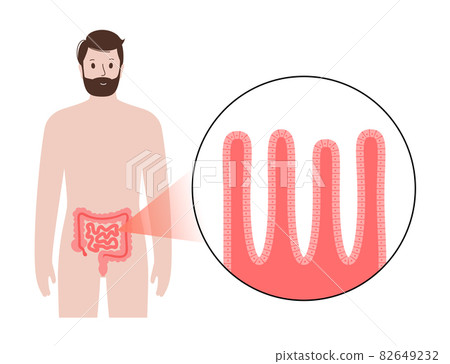 Small intestine anatomy Small intestine anatomy 82649232