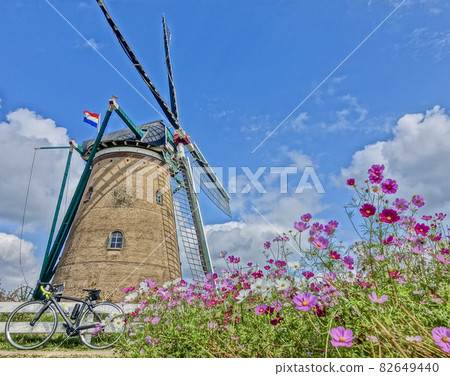 Cosmos field and windmill Cosmos field and windmill 82649440