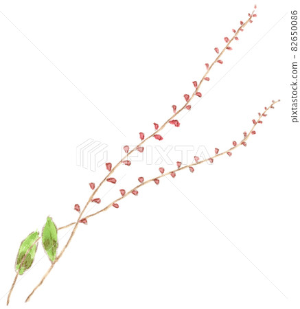 夏秋花、絲狀桃花的水彩插圖 82650086