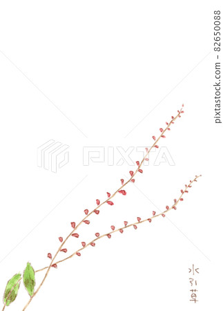 夏秋花、水敷莊水彩畫、明信片 夏秋花、水敷莊水彩畫、明信片 82650088