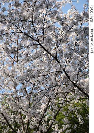 櫻桃樹 82650542
