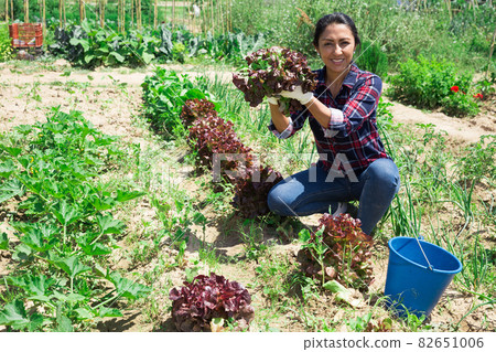 Mexican woman gardener during harvesting of lettuce Mexican woman gardener during harvesting of lettuce 82651006