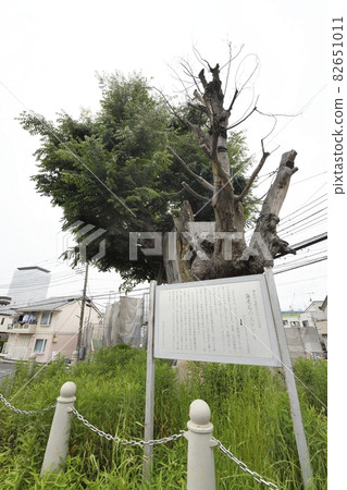 Ebina's Great Keyaki, a natural monument designated by Kanagawa Prefecture 82651011