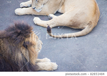 lion 82651484