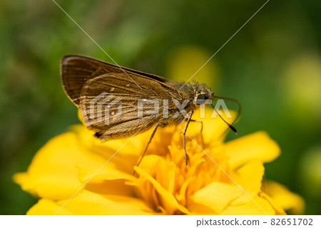 Butterfly collecting nectar Macro photography 82651702