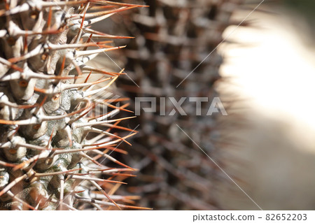 Bark and thorns of Pachypodium geminata 82652203