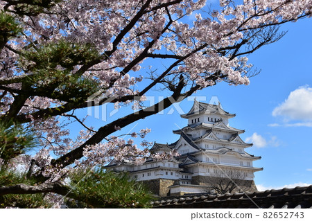 日本兵庫縣姬路市姬路城,世界遺產和國寶,春天的櫻花,藍天和宏偉的城堡塔 日本兵庫縣姬路市姬路城,世界遺產和國寶,春天的櫻花,藍天和宏偉的城堡塔 82652743