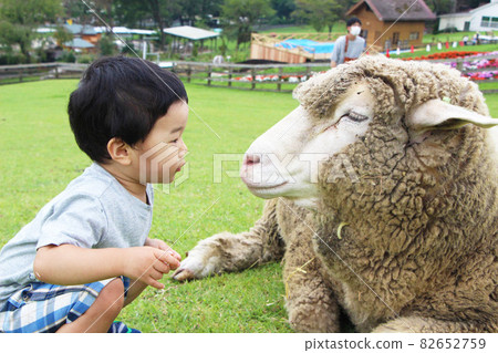 Touch the sheep Touch the sheep 82652759