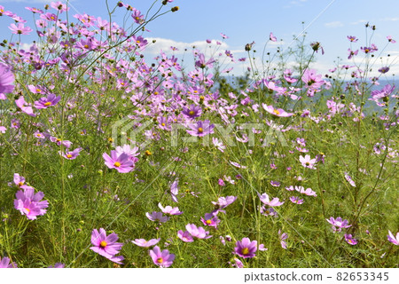 (Autumn image) Cosmos (Autumn image) Cosmos 82653345