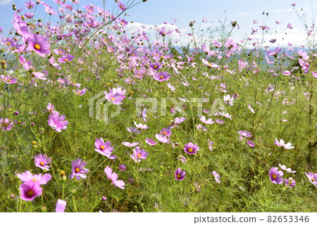 (Autumn image) Cosmos (Autumn image) Cosmos 82653346