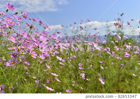 (Autumn image) Cosmos (Autumn image) Cosmos 82653347