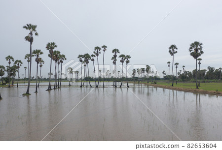 Aerial view of Dong Tan trees in green rice field in national park in Sam Khok district in rural area, Pathum Thani, Thailand. Nature landscape tourist attraction in travel trip concept. 82653604