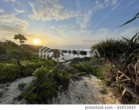 [Yoron Island, Kagoshima Prefecture] Tumai Beach, which is overgrown with tropical plants 82653643