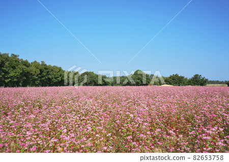 福井紅蕎麥田 82653758
