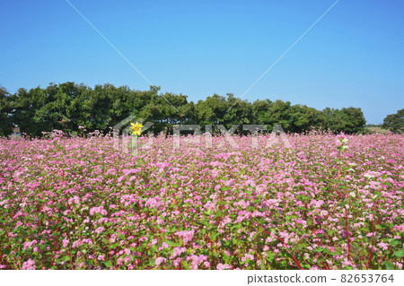 Fukui red buckwheat field Fukui red buckwheat field 82653764