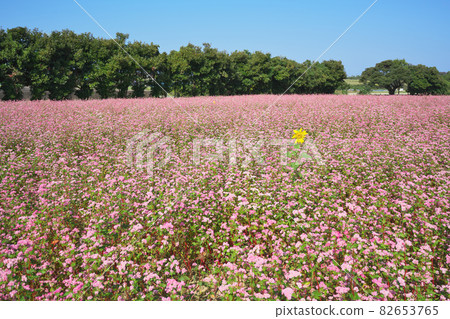 Fukui red buckwheat field 82653765