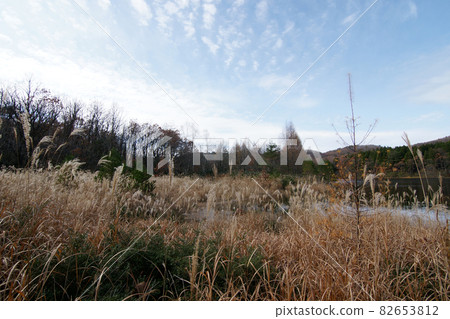 鳥取走在四季落在E原高原 鳥取走在四季落在E原高原 82653812