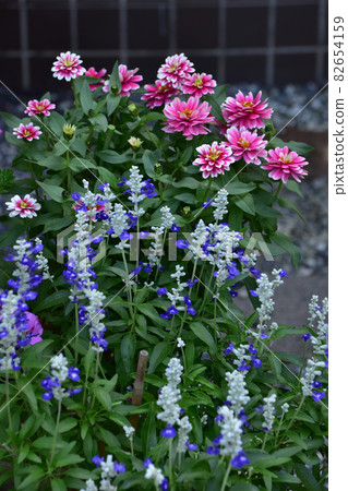 Group planting of salvia and zinnia Group planting of salvia and zinnia 82654159