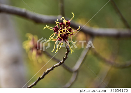 Witch hazel flower with an interesting shape 82654170