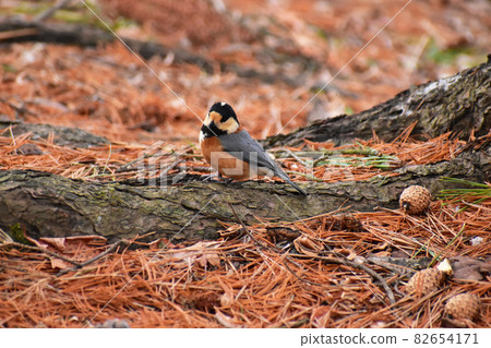 Varied tit in early spring standing on fallen leaves 82654171