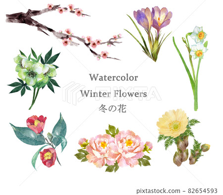 冬花水彩集 插圖素材 圖庫