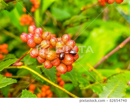Pepper fruit that is colored red and dehisces in early autumn Pepper fruit that is colored red and dehisces in early autumn 82654740