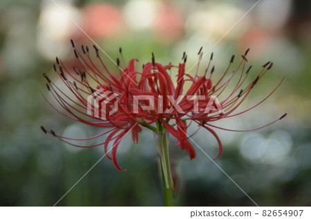 Autumn flower: Higanbana A plant that blooms around the equinoctial week in autumn, with red or white flowers with distinctive petals. Autumn flower: Higanbana A plant that blooms around the equinoctial week in autumn, with red or white flowers with distinctive petals. 82654907