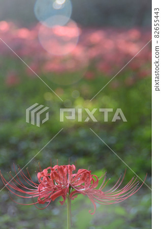 秋花：彼岸花 秋季春分前後開花的植物，開紅色或白色的花朵，花瓣具有特色。 82655443