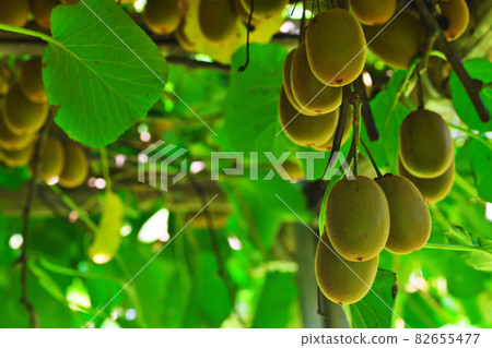 Richly fruiting kiwi Richly fruiting kiwi 82655477