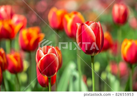 Tulips of the Kropyvnytskyi arboretum, Ukraine 82655953