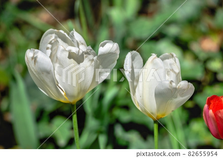 Tulips of the Kropyvnytskyi arboretum, Ukraine 82655954