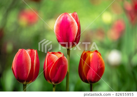 Tulips of the Kropyvnytskyi arboretum, Ukraine 82655955