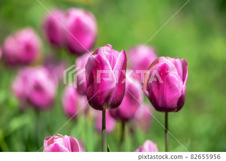 Tulips of the Kropyvnytskyi arboretum, Ukraine 82655956