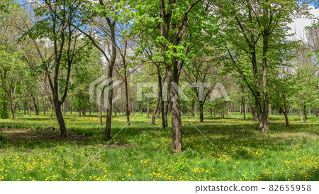Kropyvnytskyi arboretum, Ukraine 82655958