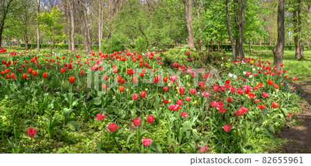 Tulip alley in the Kropyvnytskyi arboretum, Ukraine 82655961