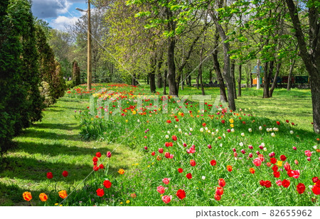Kropyvnytskyi arboretum, Ukraine 82655962