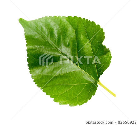 One mulberry leaf on a white background One mulberry leaf on a white background 82656922