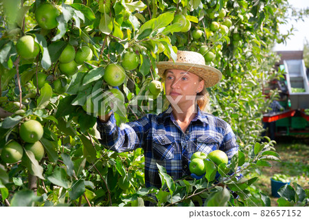 Woman farmer gathering ripe apples at orchard 82657152