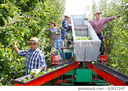 Workers harvesting ripe apples using sorting machine Workers harvesting ripe apples using sorting machine 82657247