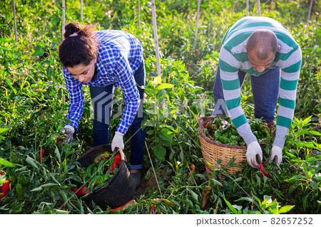 Positive woman harvesting bell peppers on farm field in day Positive woman harvesting bell peppers on farm field in day 82657252