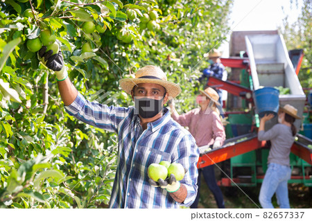 Worker in mask gathering apples at orchard Worker in mask gathering apples at orchard 82657337