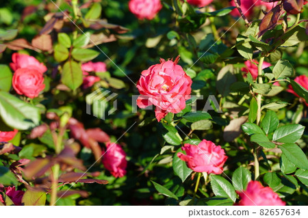 Garden Rose 82657634