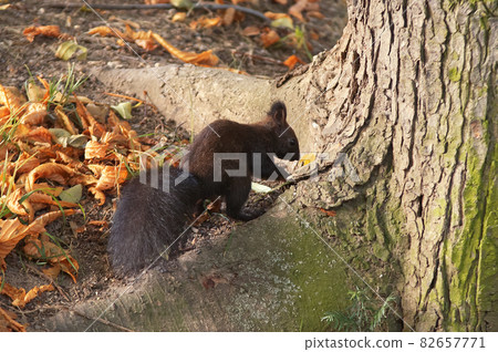 Black squirrel, Sciurus vulgaris climbing on the tree in the park Stromovka, Prague, Czech Republic. 82657771