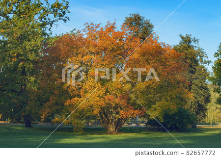 Amur maple, acer ginnala the ornamental plant in autumn colours in Stromovka in Prague, Czech Republic. Amur maple, acer ginnala the ornamental plant in autumn colours in Stromovka in Prague, Czech Republic. 82657772