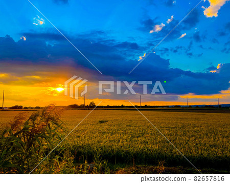 On the way home from the camp, the wheat field shining at dusk and the sad sky On the way home from the camp, the wheat field shining at dusk and the sad sky 82657816