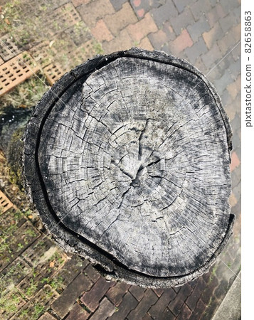 Cross section of cut wood Cross section of cut wood 82658863