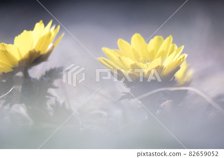 Tokyo Jindai Botanical Garden, the yellow world of Adonis ramosa in early spring [flowers and plants] 82659052