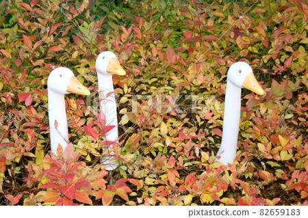 Goose Goose 82659183