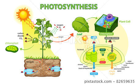 Diagram showing process of photosynthesis in plant Diagram showing process of photosynthesis in plant 82659635