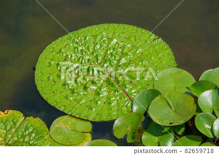 Prickly water lily leaves with lots of sharp thorns Prickly water lily leaves with lots of sharp thorns 82659718